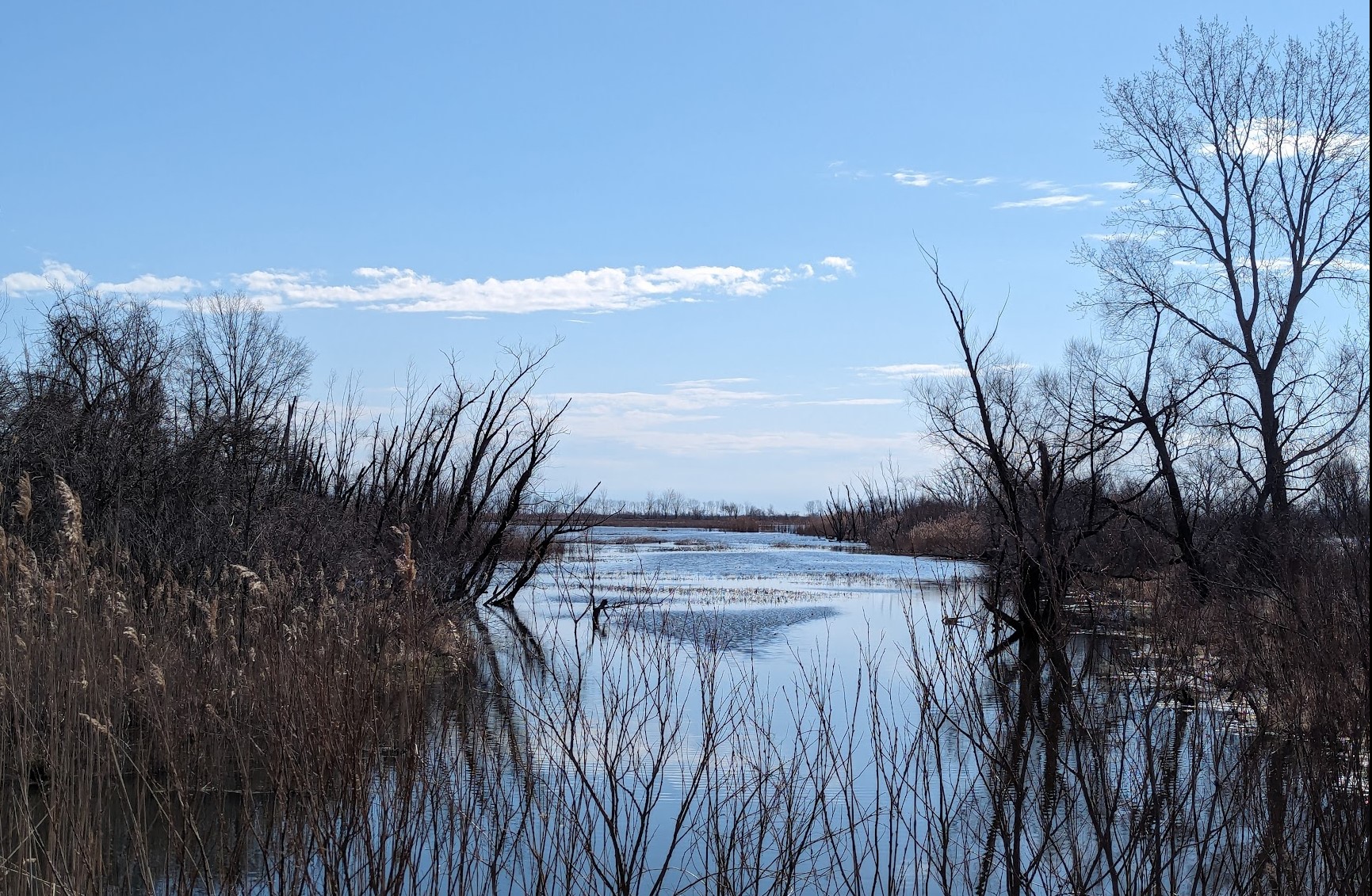 A photo of Hillman Marsh, showing a waterway surrounded by trees.